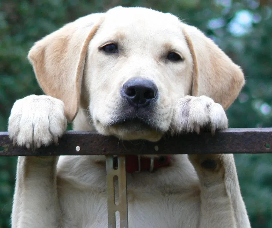 Paws & Peaks ~ Elevated Pet Experience 2